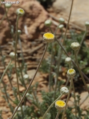 Anthemis pauciloba