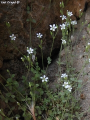 Arenaria serpyllifolia cassia