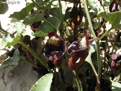 Aristolochia scabridula