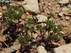 Asperula setosa