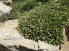 Astragalus angustifolius