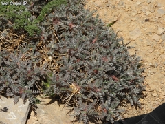 Astragalus cruentiflorus