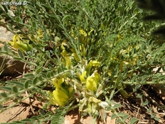 Astragalus pinetorum pinetorum