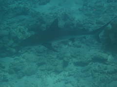 Carcharhinus perezii