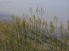 Bromus tomentellus