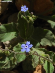 Brunnera orientalis