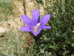 Campanula stricta