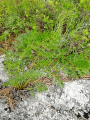 Kitagawia baicalensis