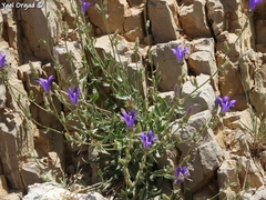 Campanula stricta