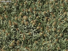 Centaurea drabifolia