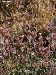 Centranthus longiflorus