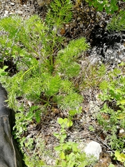 Kitagawia baicalensis