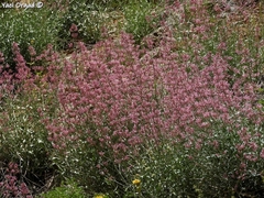 Centranthus longiflorus