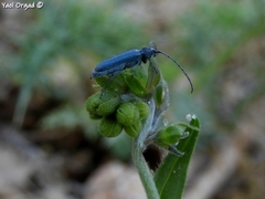 Phytoecia caerulescens
