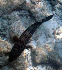 Mycteroperca bonaci