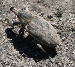 Asproparthenis punctiventris