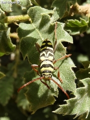 Plagionotus bobelayei