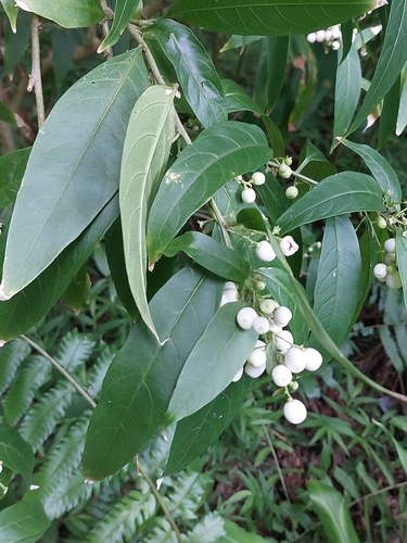 Cestrum nocturnum observed 2024-08-09