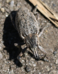 Asproparthenis punctiventris