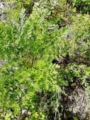 Kitagawia baicalensis