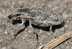Asproparthenis punctiventris