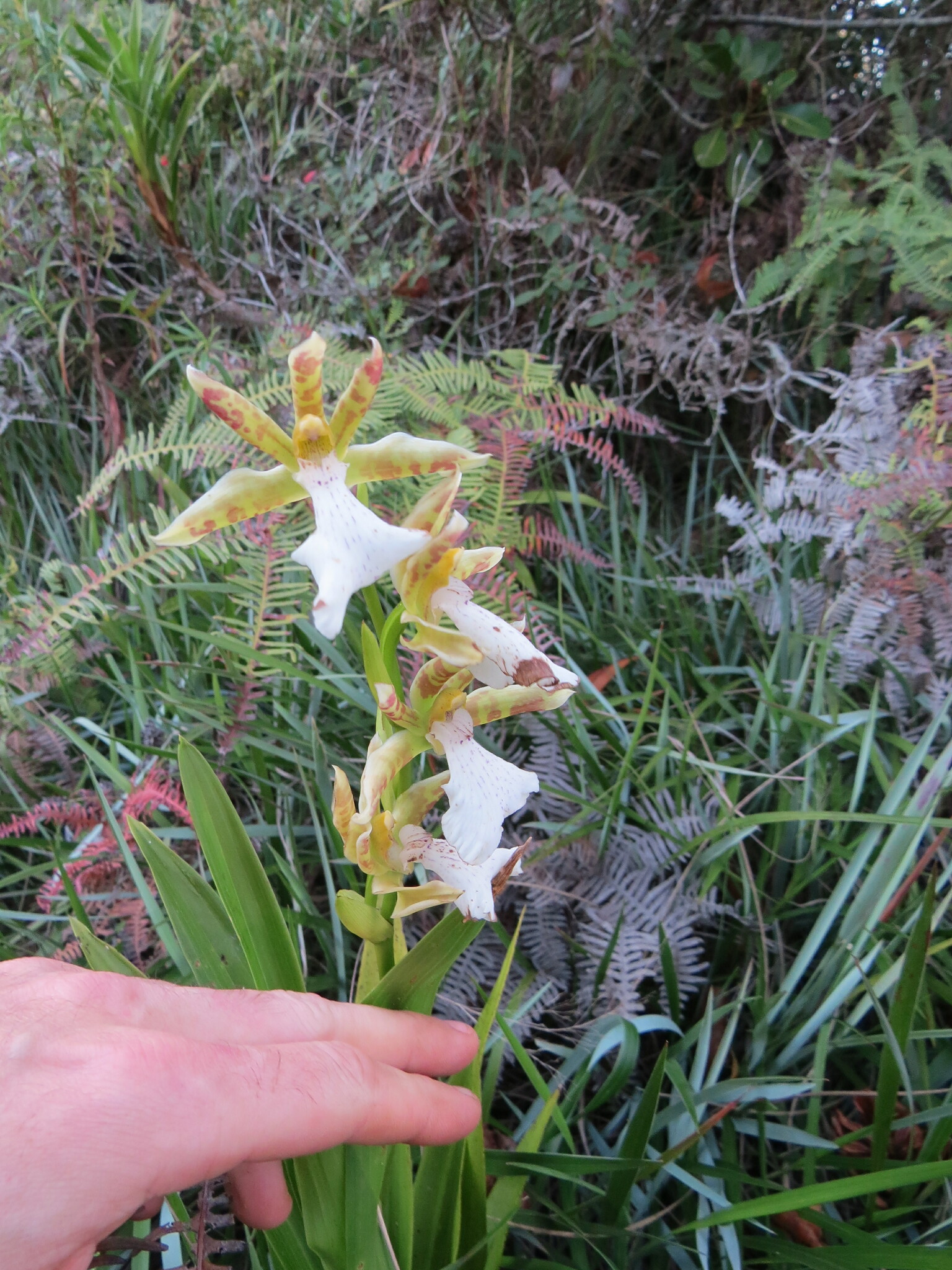Zygopetalum mosenianum