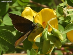 Callophrys herculeana