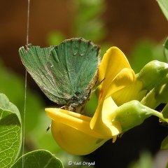 Callophrys herculeana