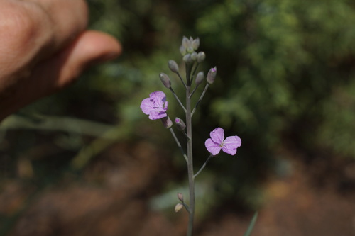 Image of Hesperidanthus linearifolius by (c) Lyrae, some rights reserved (CC BY)
