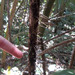 Bactris mexicana - Photo (c) Callie, some rights reserved (CC BY-NC), uploaded by Callie