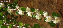 Cotoneaster nummularius