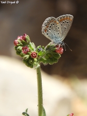 Kretania nichollae
