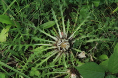 Carlina acaulis