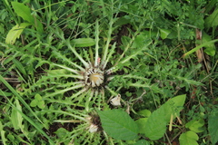 Carlina acaulis