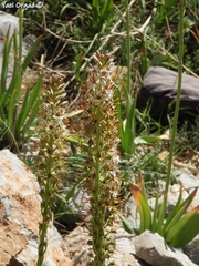 Eremurus spectabilis