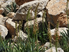 Eremurus spectabilis