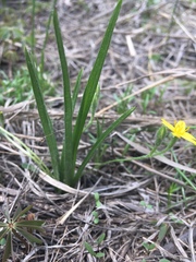Hypoxis hirsuta