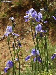 Iris mesopotamica