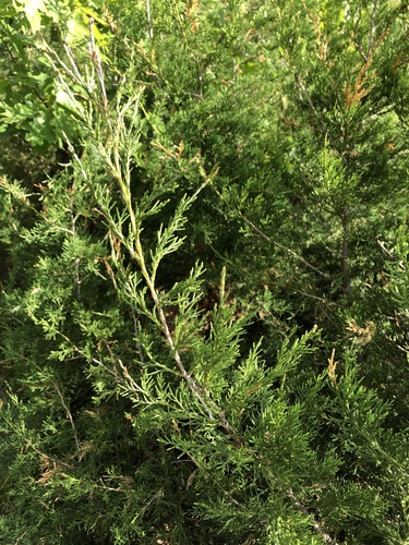 photo of Junipers (Juniperus)