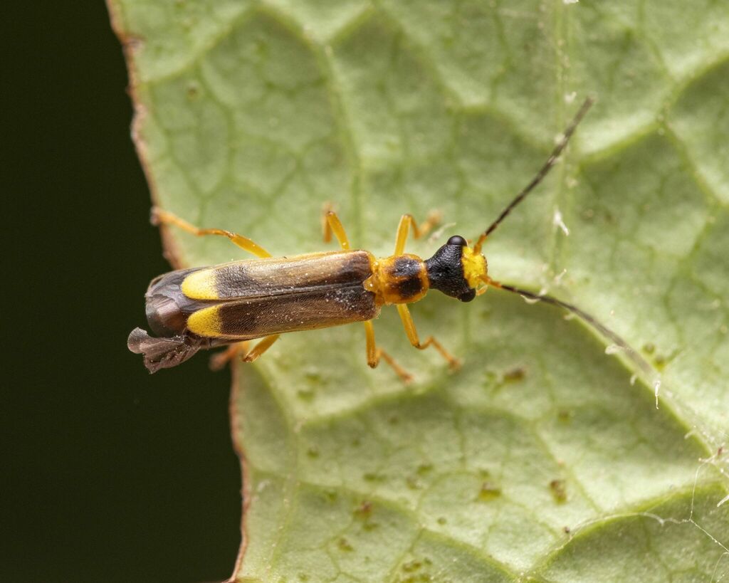 Malthinus flaveolus, photo 1 of 10
