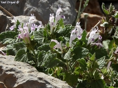Lamium garganicum
