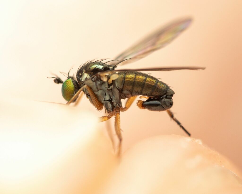 Gymnopternus celer