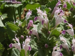 Lamium garganicum
