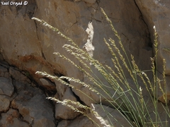 Melica persica