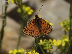 Melitaea acentria