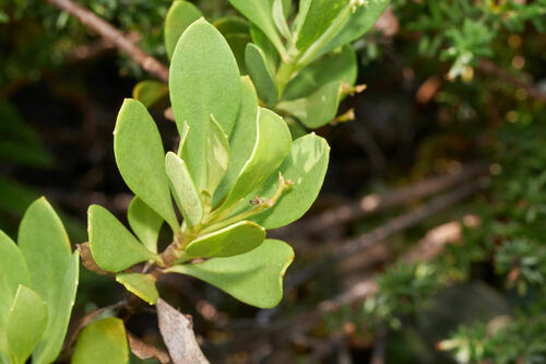 kilauea naupaka (Scaevola kilaueae)