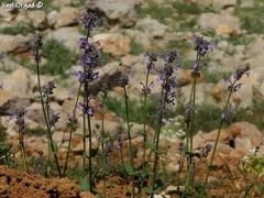 Nepeta cilicia