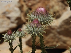 Onopordum floccosum