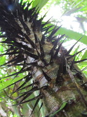 Astrocaryum mexicanum