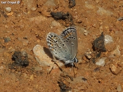 Kretania nichollae
